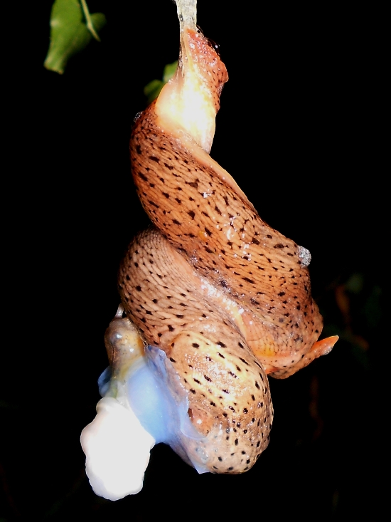 Il mio primo Limax dell'' millipunctatus-gruppo!